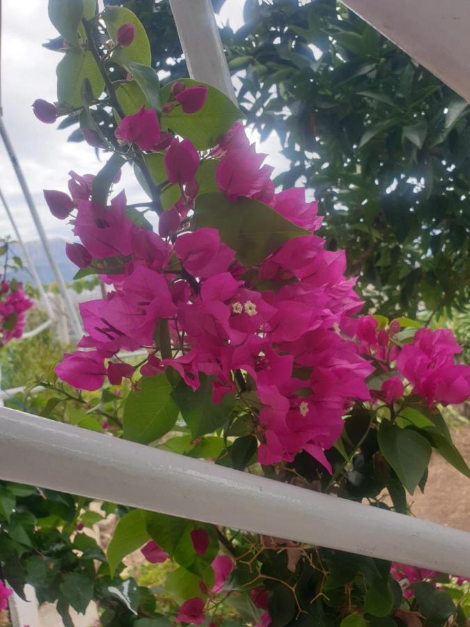 منزل الضيف ساراندا  في Rosemary House المظهر الخارجي الصورة